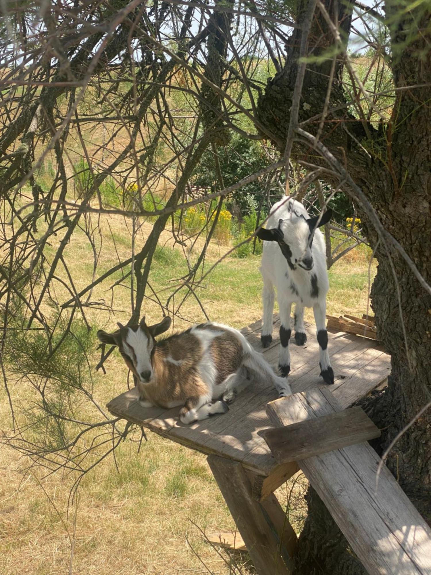 Certine Agriturismo Asciano Esterno foto